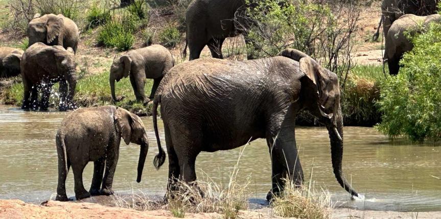PG_Afrika_04_Safari